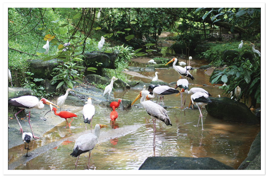 Bird park kl Goibibo